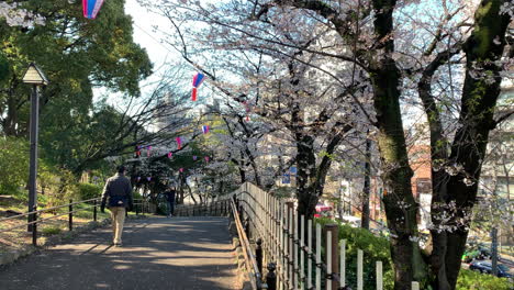 Hanami-atmosphere-with-cherry-blossoms,-paper-lamps,-street,-vehicles-and-trails-railing-with-people-walking-at-Asukayama-Park