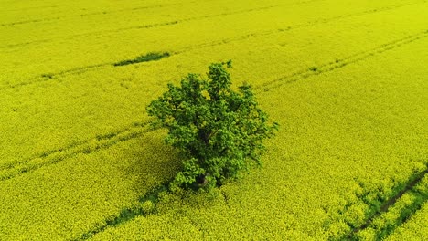 Oilseed-rape,-rapeseed-field-with-oak-tree-flyby
