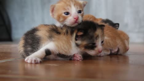 family-of-helpless-and-confused-kittens-with-their-mom-on-the-background