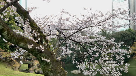 Magical-scene-of-a-Cherry-Blossoms-in-bloom-on-the-shore-of-the-at-Koishikawa-Botanical-Garden-lake