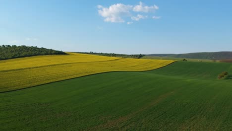 Flying-over-a-blooming-rapeseed-plantation-at-a-hilly-environment