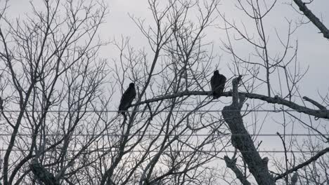 Two-vultures-perched-on-a-dying-tree-branch