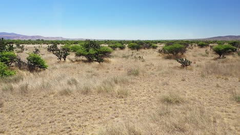 Antena-De-Vuelo-Bajo-De-Un-Desierto-Mexicano-Mostrando-Cactus-Y-Otros-Arbustos