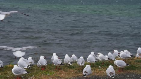 A-group-of-Seagulls-sitting-and-flying-at-the-shore-on-a-strip-of-grass