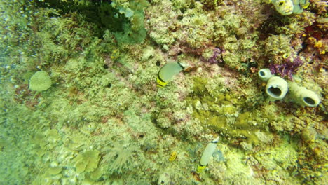 Hier-Unten-Gibt-Es-Jede-Menge-Algen-Und-Korallen