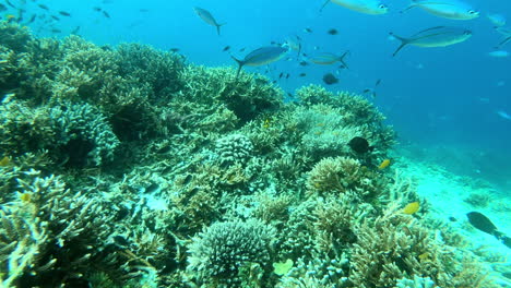 Fische-Schwimmen-In-Den-Korallenriffen-Von-Raja-Ampat