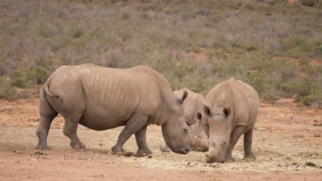 Dos-Rinocerontes-Y-Un-Bebé-Rinoceronte-Comiendo-Hierba
