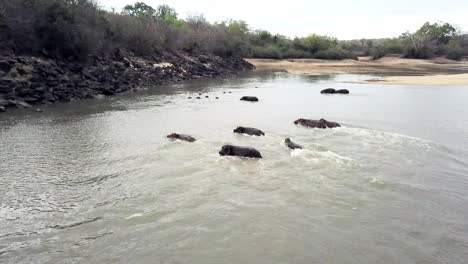 Imágenes-De-Video-De-4k-De-Un-Grupo-De-Hipopótamos-En-Un-Lago
