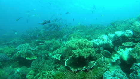 Los-Arrecifes-De-Coral-Son-Una-De-Las-Vistas-Más-Bonitas-De-La-Tierra