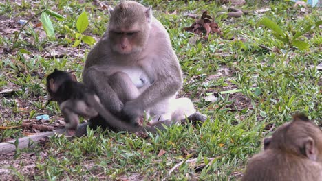 Macaque-Monkey-Holding-Baby's-Leg