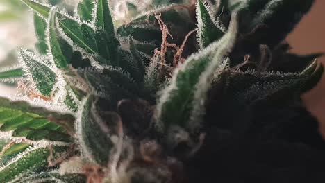 Nahaufnahme-Einer-Marihuanapflanze