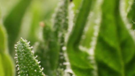 Extreme-macro-close-up-of-green-hemp-plants-with-stalk,-steam,-leaves-and-flowers-in-soft-summer-breeze