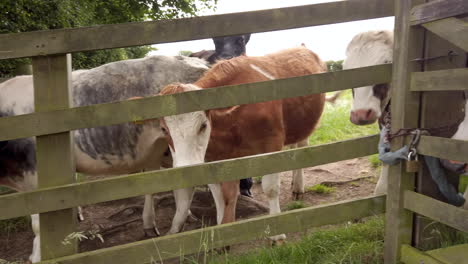 Left-to-Right-Pan-of-Dairy-Cows-Peering-through-a-Field-Fence---Gate-in-Rural-Yorkshire,-England-in-Slow-Motion