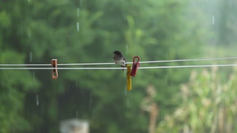 Bird-on-a-wire-fighting-the-wind-in-rain,-forest-3
