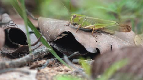 Close-Shot-of-a-Grasshopper-on-a-Dead-Leaf