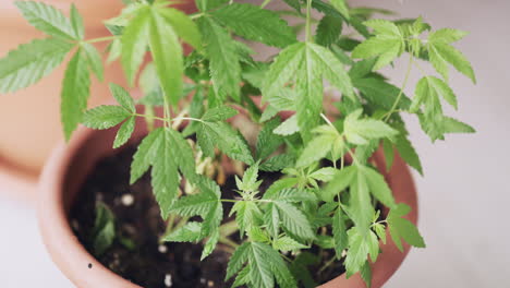Cannabis-Zu-Hause-Anbauen