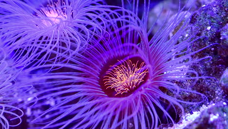 Korallenriffblumen