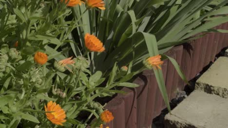 Bright-orange-Marigold-flowers-in-wooden-planter-border-on-paved-pathway