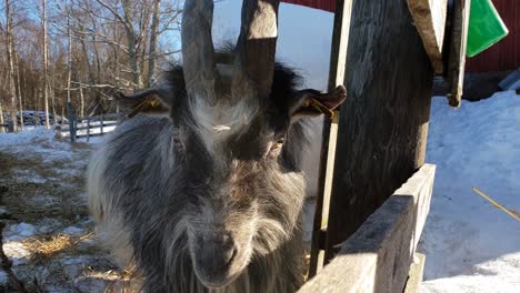 Funny-handheld-shot-of-intrusive-goat-at-farmstead-in-winter
