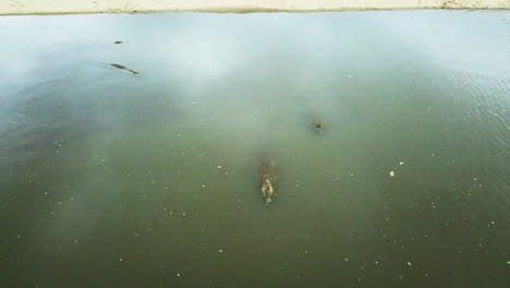 In-Diesen-Ruhigen-Gewässern-Gibt-Es-Krokodile