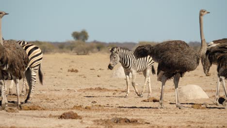 Zebra-walking-behind-Ostriches-and-his-herd-to-crowded-water-hole-in-Botswana