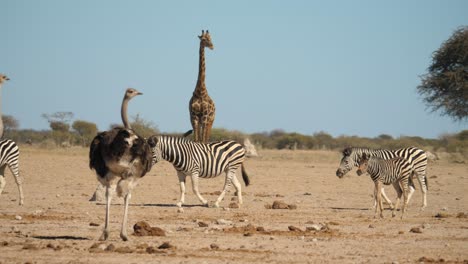 Imposing-giraffe-in-background,-herd-of-zebras-walk-past-ostrich,-natural-habitat,-Botswana