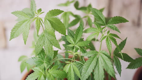 Anbau-Von-Cannabis-Für-Den-Eigenverbrauch