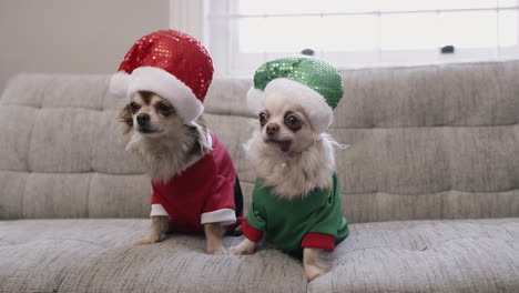 Zwei-Hunde-In-Weihnachtskostümen-Gekleidet