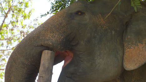 Close-up-of-an-Asian-elephant-trumpeting