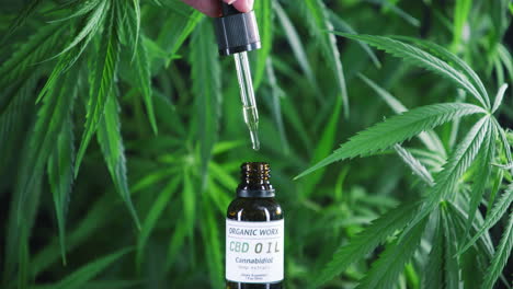 Packed-with-the-healing-properties-of-hemp