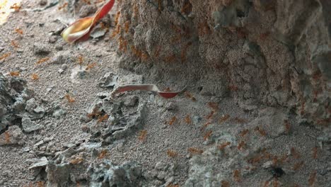 Medium-Exterior-Static-Shot-of-a-Bunch-of-Red-Ants-Around-Dead-Body-Beetle-in-Corner-in-the-Day
