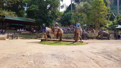 Elephant-show-in-Chiang-Mai-p1