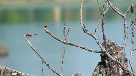 Medium-Exterior-Shot-of-Red-Dragonflies-on-a-Dead-Branch-in-the-Day