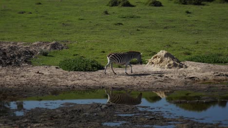 Zebra-walks-across-field-near-water-on-a-beautiful-day-and-its-reflection-mirrors