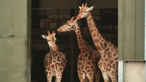 Drei-Giraffen-In-Einem-Woburn-Safaripark-Gehege