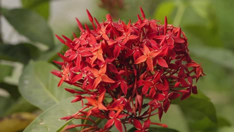 Macro-De-Flor-Roja,-Tiro-Hecho-En-Tailandia