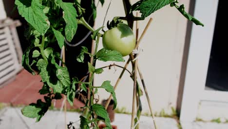 Unripe-green-tomatoes-growing-outside