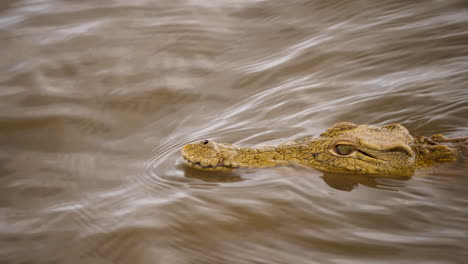 Tight-shot:-Head-of-Nile-Crocodile-swimming-in-wavy,-murky-water