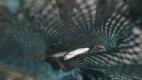 Blick-In-Den-Blauen-Netzfischerbeutel-Mit-Dem-Fang-Des-Fischers