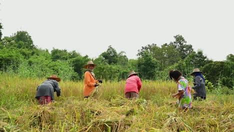 Harvesting-Rice-by-hand
