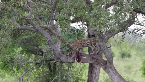 Predator-Leopard-drags-prey-Impala-onto-tree-branch-in-Kruger-NP