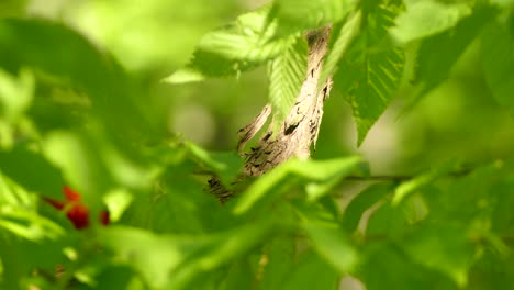 Scharlachroter-Tanager-Im-Natürlichen-Lebensraum,-Der-Auf-Einem-Ast-Mit-Blättern-Herumhüpft