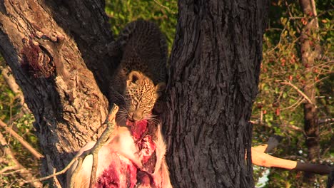 Ein-Leopardenjunges-Ernährt-Sich-Oben-In-Einem-Baum-Von-Einer-Frischen-Beute,-Während-Es-Wild-In-Die-Kamera-Starrt