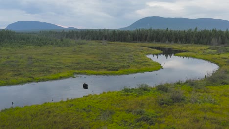 Lone-moose-within-the-great-outdoors-standing-in-meandering-river