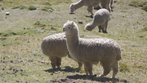 Eine-Herde-Alpakas,-Die-Auf-Einem-Hügel-In-Den-Peruanischen-Anden-Weidet