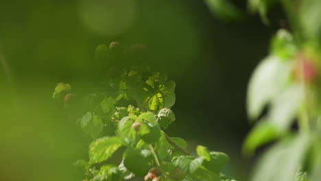 Male-caucasian-hands-picking-raspberries-from-sunny-bush,-slow-motion