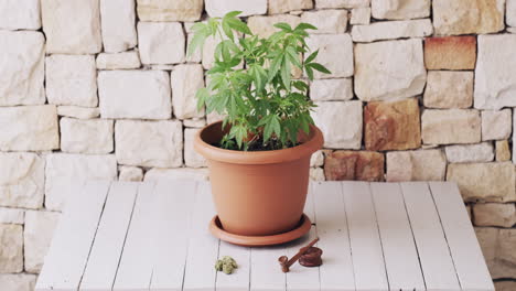 Producing-pot-for-personal-use