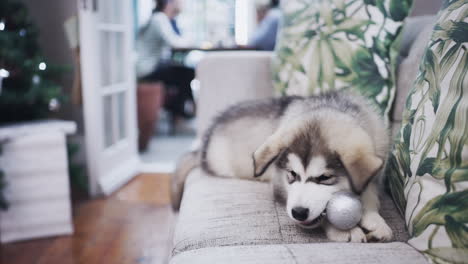 an-adorable-husky-puppy-chewing-on-a-decoration