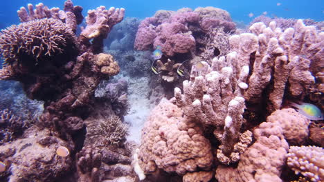 The-richly-diverse-sea-life-of-the-coral-reef