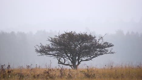 Einsamer-Baum-In-Einer-Grasbewachsenen-Ebene,-Nebliger-Herbsttag,-Wald-Dahinter,-Tschechien